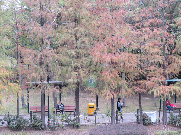 青衣公園紅葉別有洞天