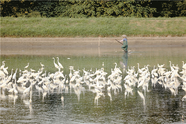 證實后海灣魚塘重要性 定位追蹤揭鷺鳥「愛回家」