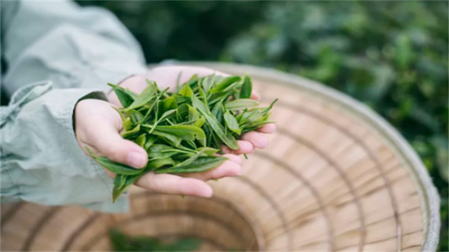 【康養中國】​延緩衰老、調節代謝、增強免疫—— 聊聊茶葉里的健康之道