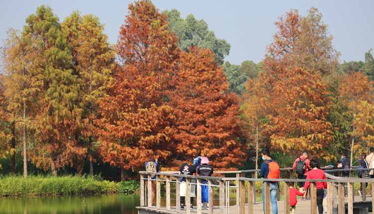 圖集丨濕地公園落羽杉轉紅 秋冬景色迷人