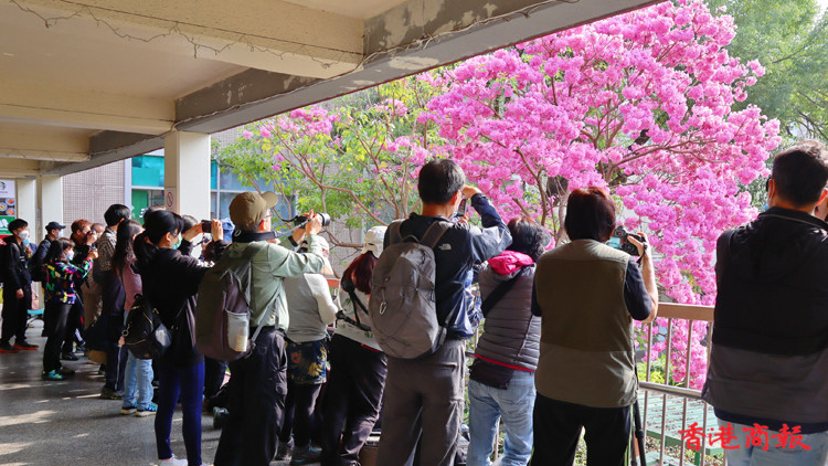 圖集｜粉嶺祥華邨紅花風鈴木搶先盛開 吸引不少途人「打卡」