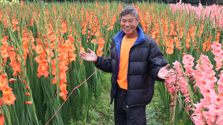 疫情拖累「超靚」年花銷售 花農花場散貨求存