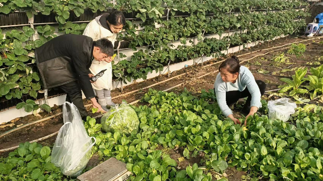 黑龍江寶清：第一書記來幫忙 「滯銷菜」當天售磬