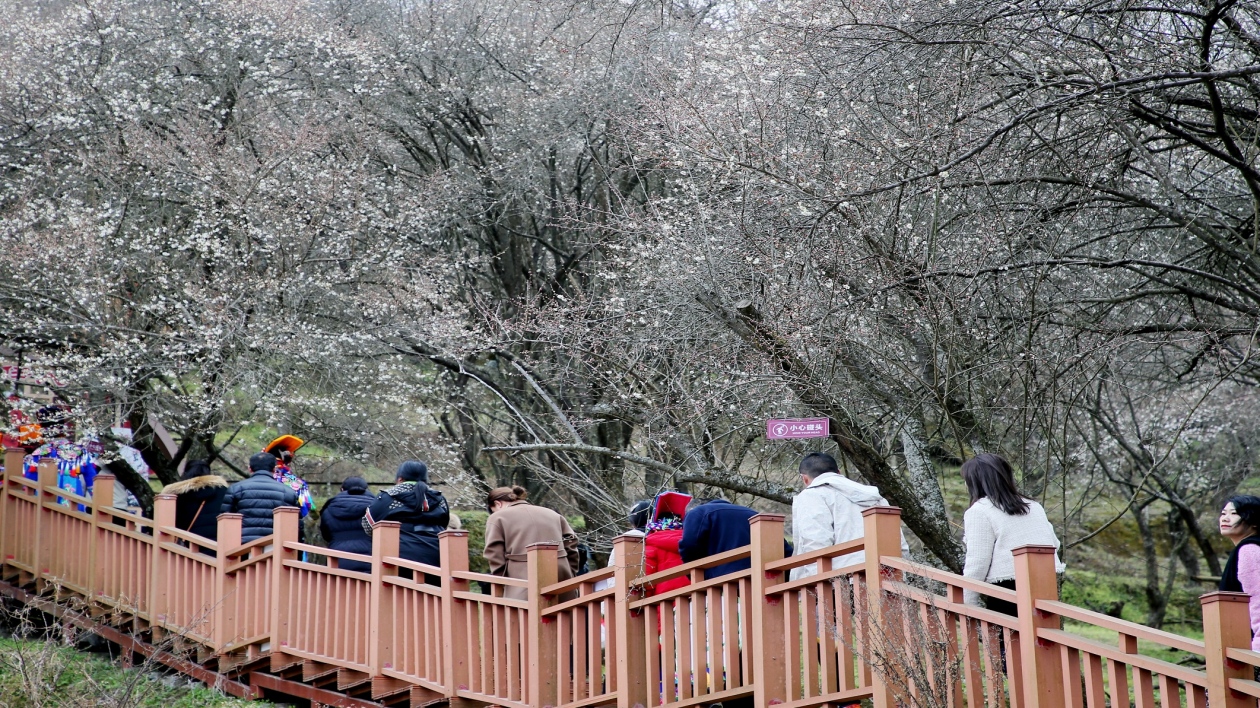 邂逅花海 遇見「梅」好 四川平武第九屆梅花節開幕