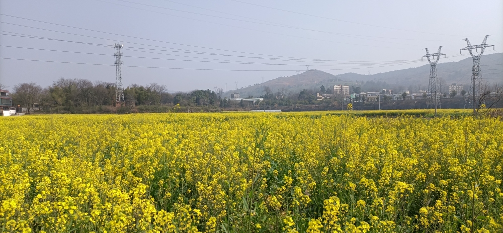 廣東樂昌梅花鎮萬畝油菜花開了