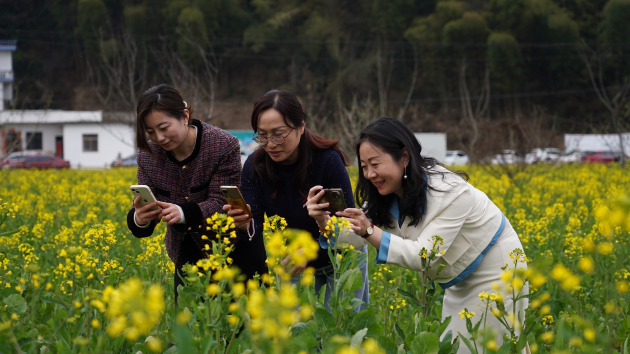 皖屯溪區屯光鎮：「養豬村」蝶變   油菜花引客