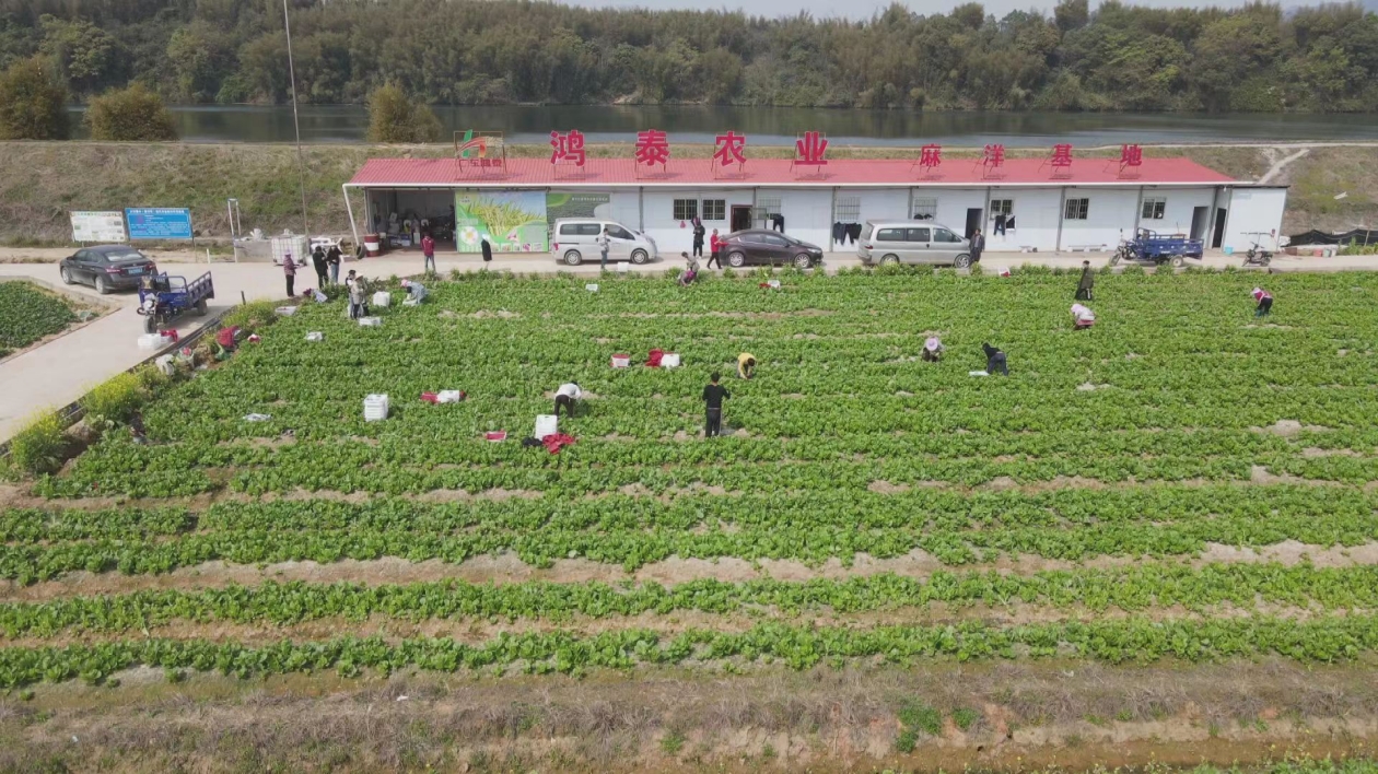 廣東仁化現代農業輪作示範基地採摘忙 保障灣區「菜籃子」