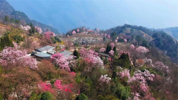 漫天花雨 高山秘境 第十一屆北川辛夷花生態旅遊節開幕