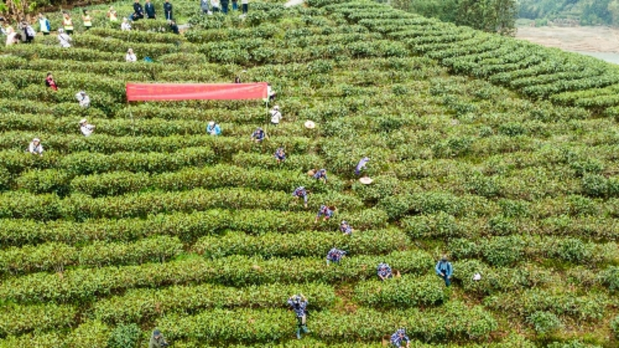 場觀人數超32.6萬人！ 廣東仁化「綠美仁化 茶香農家」直播活動圓滿成功