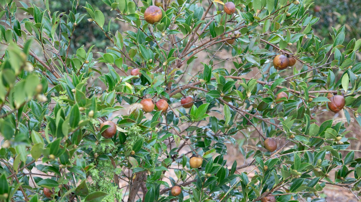 湖南多措並舉全面落實油茶生產任務