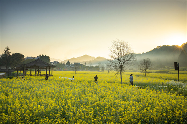 「黟」油未盡菜花開 西遞春色浪漫滿懷