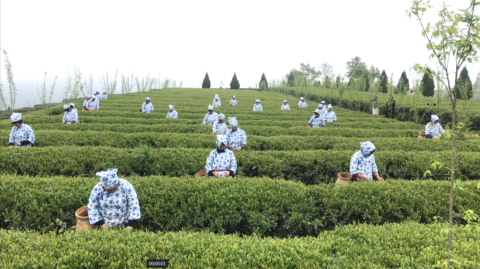 「中國烏龍茶之鄉」福建安溪舉辦2023開茶節