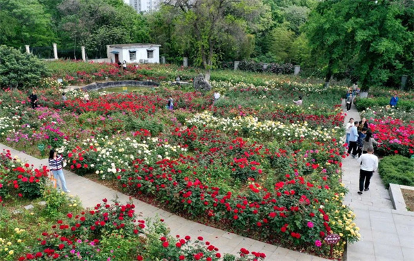 安徽巢湖：萬餘株「花中皇后」競相綻放