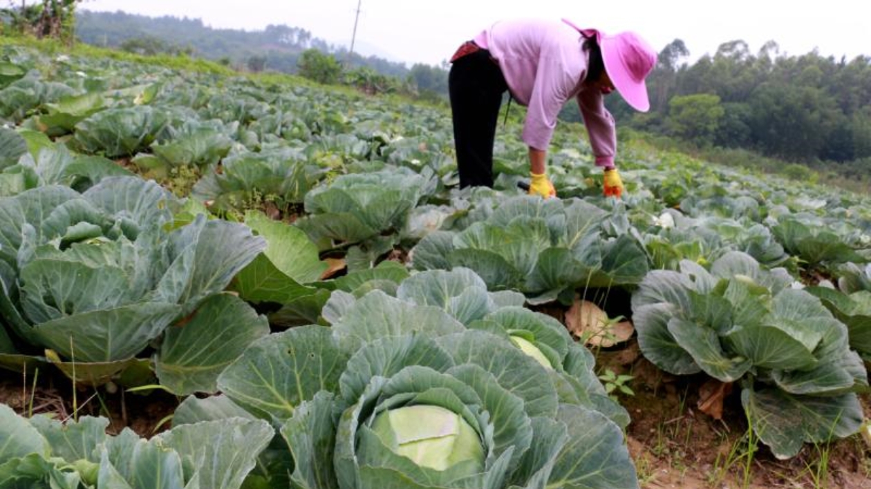 韶關曲江區近200畝包菜豐收  豐富灣區「菜籃子」 鼓了菜農「錢袋子」