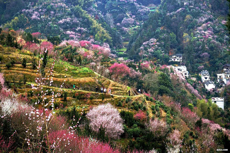 中國徽派盆景發源地  皖歙縣賣花漁村景象新