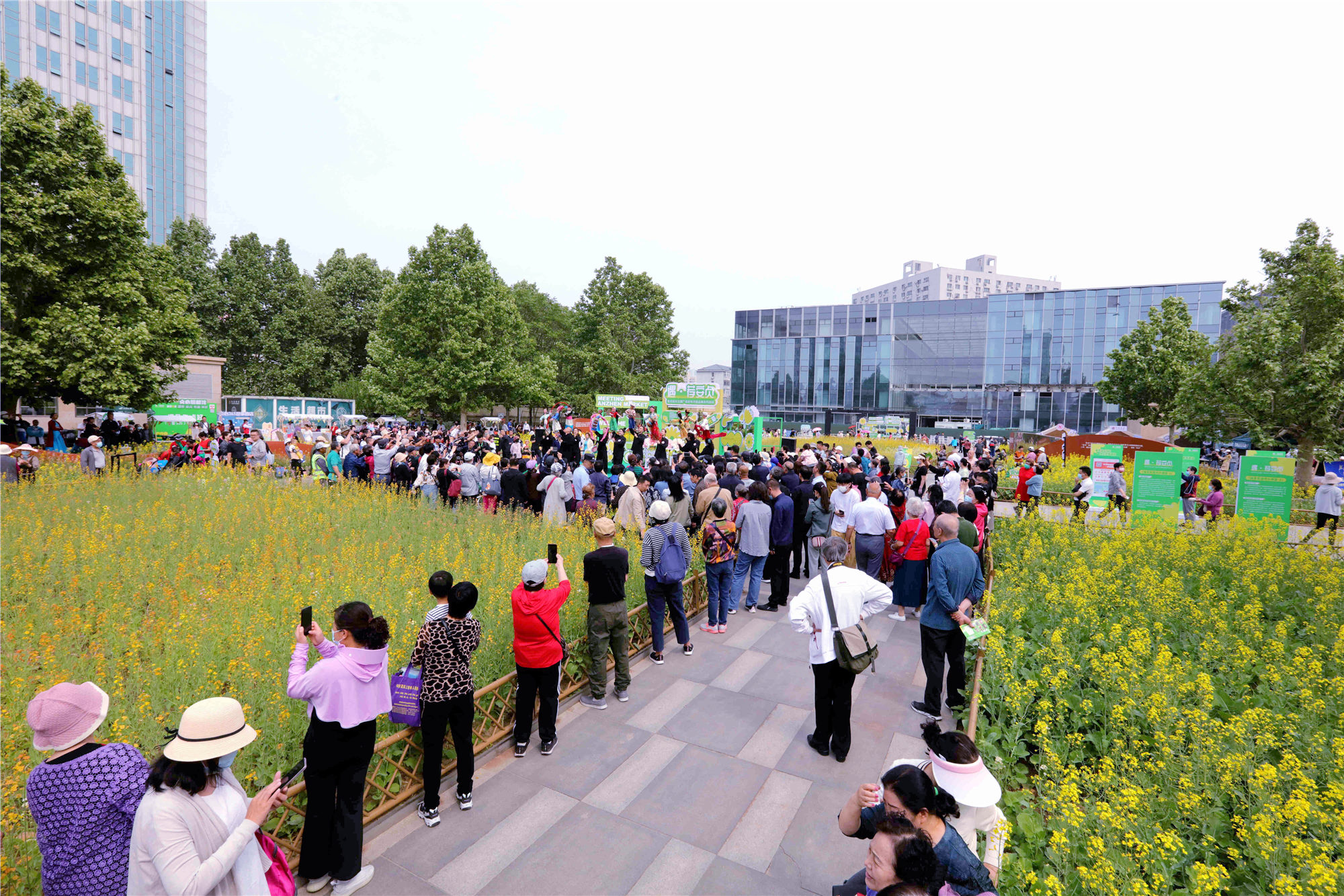 北京三環首現大片油菜花海  市民樂享田園意趣