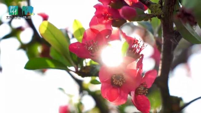 【共赴有一種叫雲南的生活】雲南省保山市施甸縣:木瓜花開紅遍山野