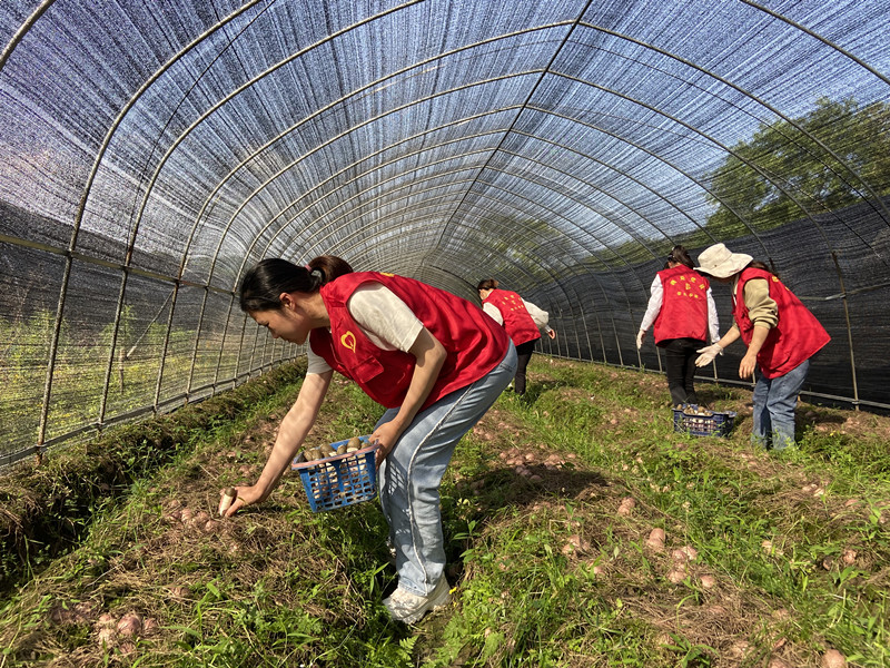 皖黟縣美溪鄉：支部進菌棚  助農到田間