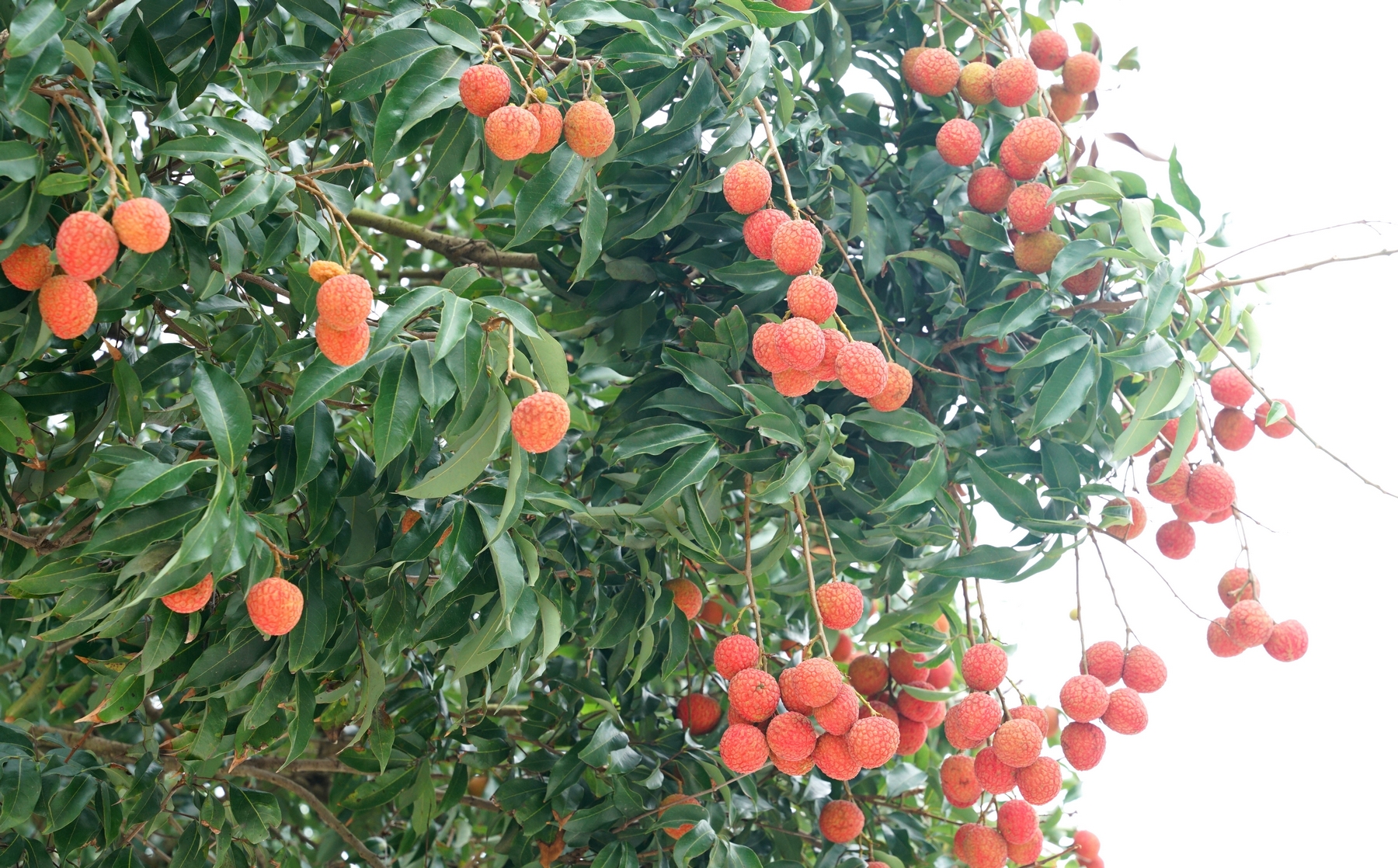 荔紅時節看茂名：「小特產」育成「大產業」