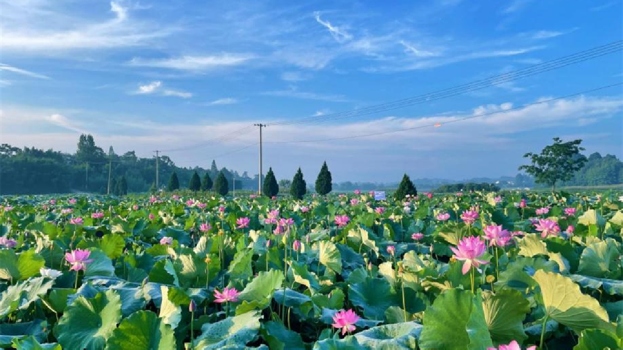 施「旅遊+」融合發展  皖徽州區潛口鎮全域旅遊花滿園