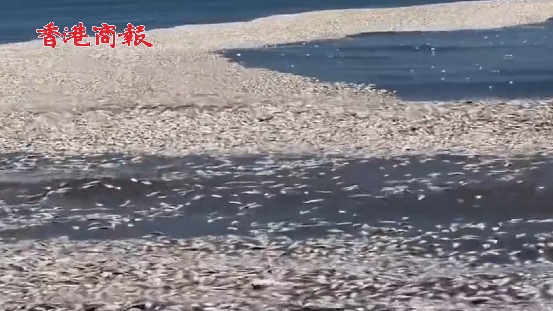 有片丨美國得州墨西哥灣海邊出現大量死魚 疑似海水缺氧引發