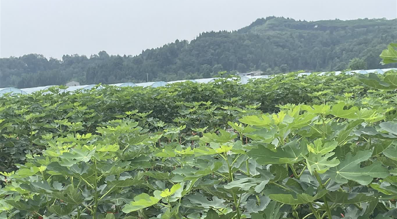 四川綿陽遊仙着力培育「一村一品」小小無花果迸發大價值