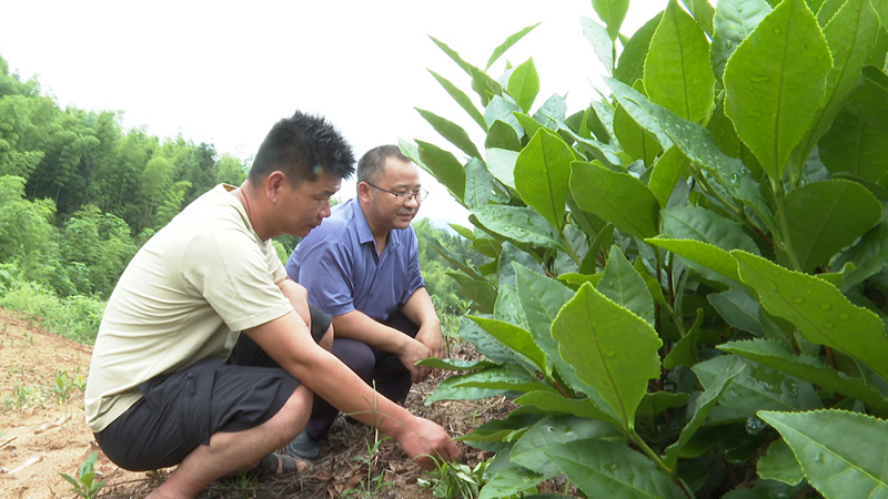 科技特派員「走下來」  黃山茶產業「走上去」