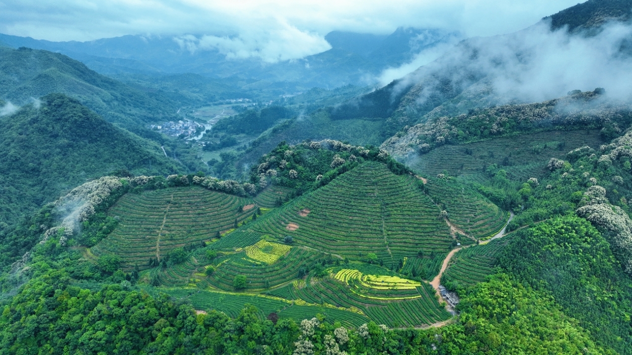 打造大灣區茶罐子  粵北始興茶產業助力鄉村振興