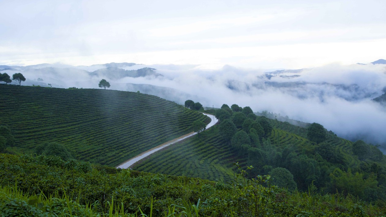 「中國普洱茶第一縣」勐海（國際）茶王節9月30日啟幕