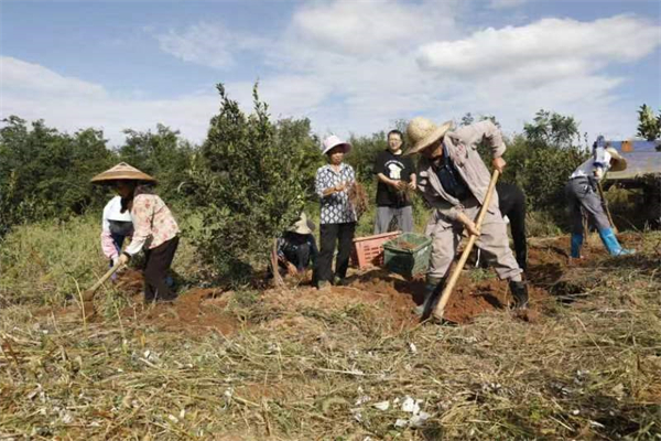 湖南桂陽縣：黃精地裏出「黃金」 中藥產業助共富