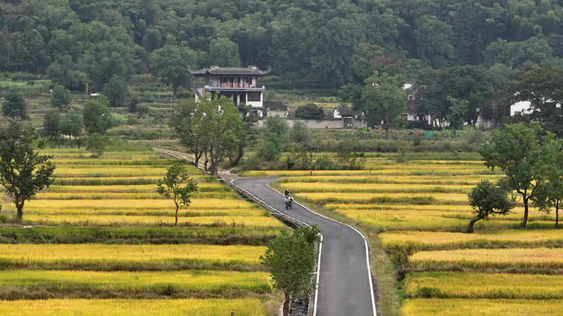 安徽黟縣：畫裡鄉村  景色「稻」位