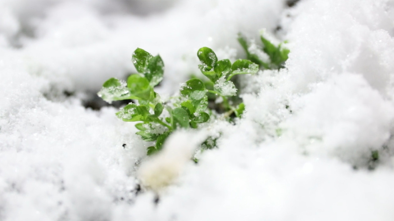 黑龍江漠河：迎來秋後第一場降雪 即將開啟冰雪旅遊季