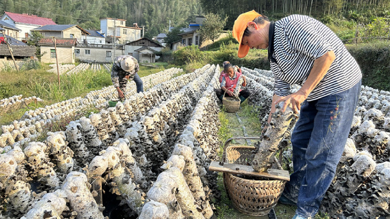 「小木耳」開出「致富花」 皖黟縣洪星鄉做好「土特產」文章