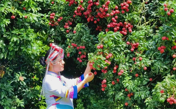 增城打造正果荔枝溝農文旅融合示範區 助力百縣千鎮萬村高質量發展工程