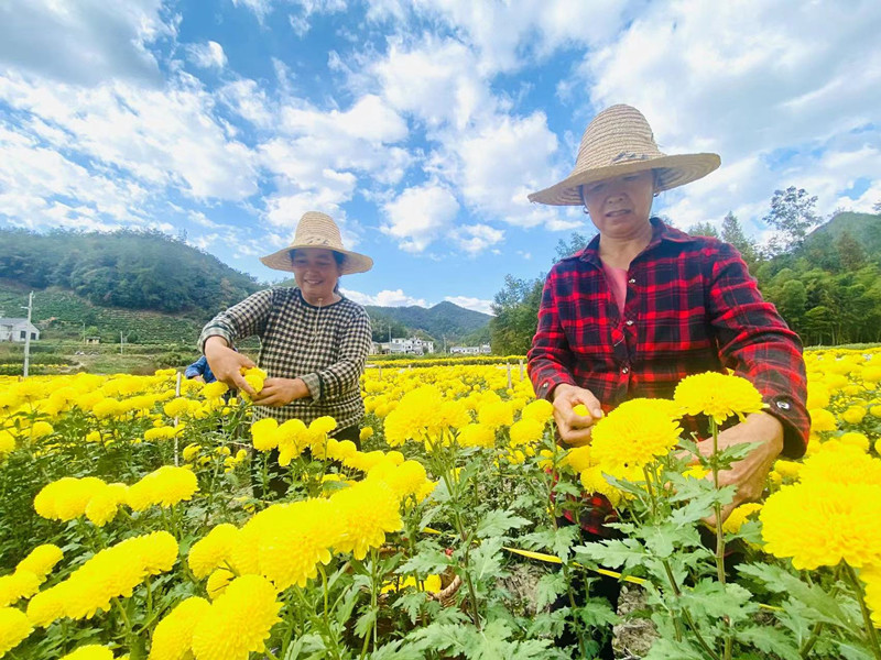 2023黃山貢菊產業發展大會7日歙縣拉帷