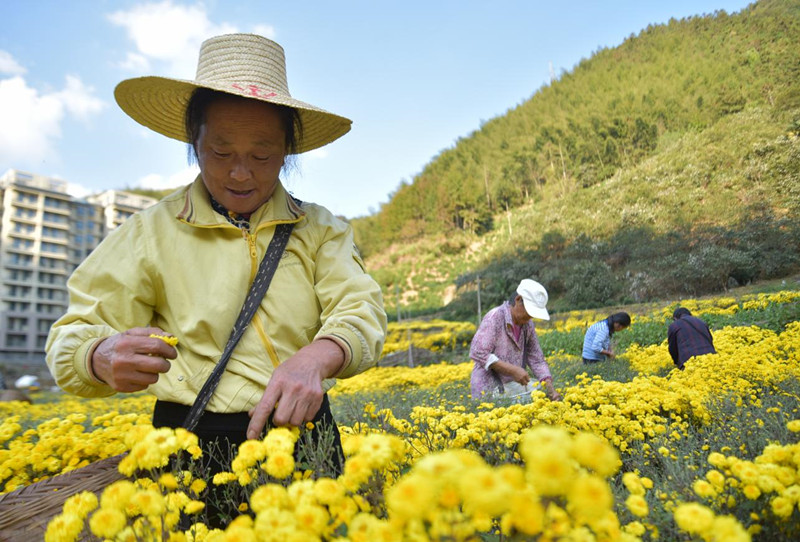 皖黃山區湯口鎮：「菊」起鄉村振興新樣板