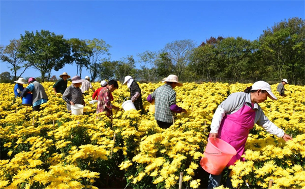 安徽巢湖：金絲皇菊好「豐」景