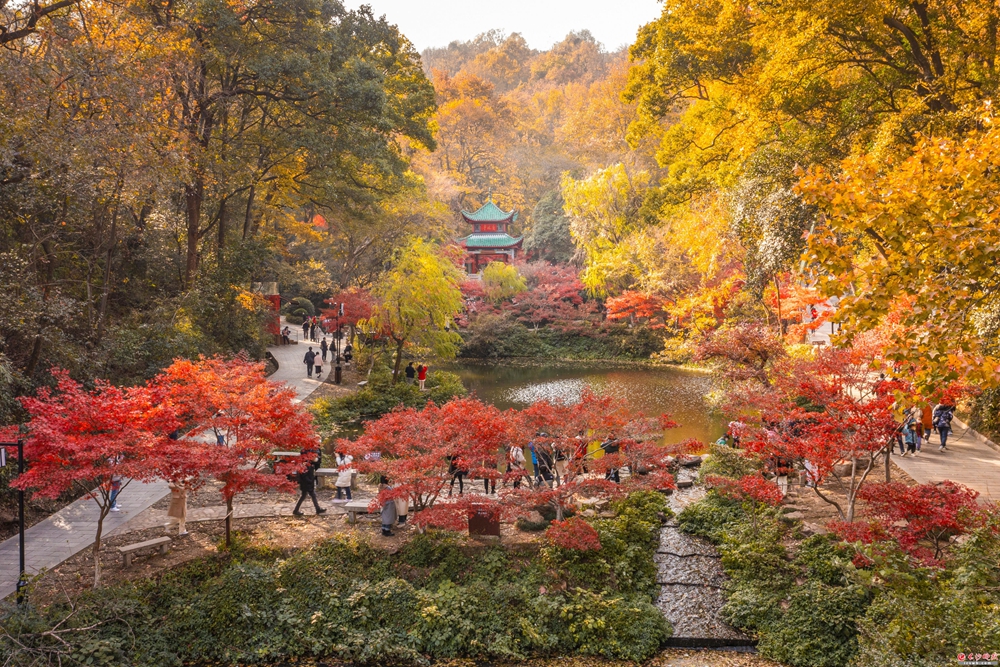 層林盡染（此刻長沙）