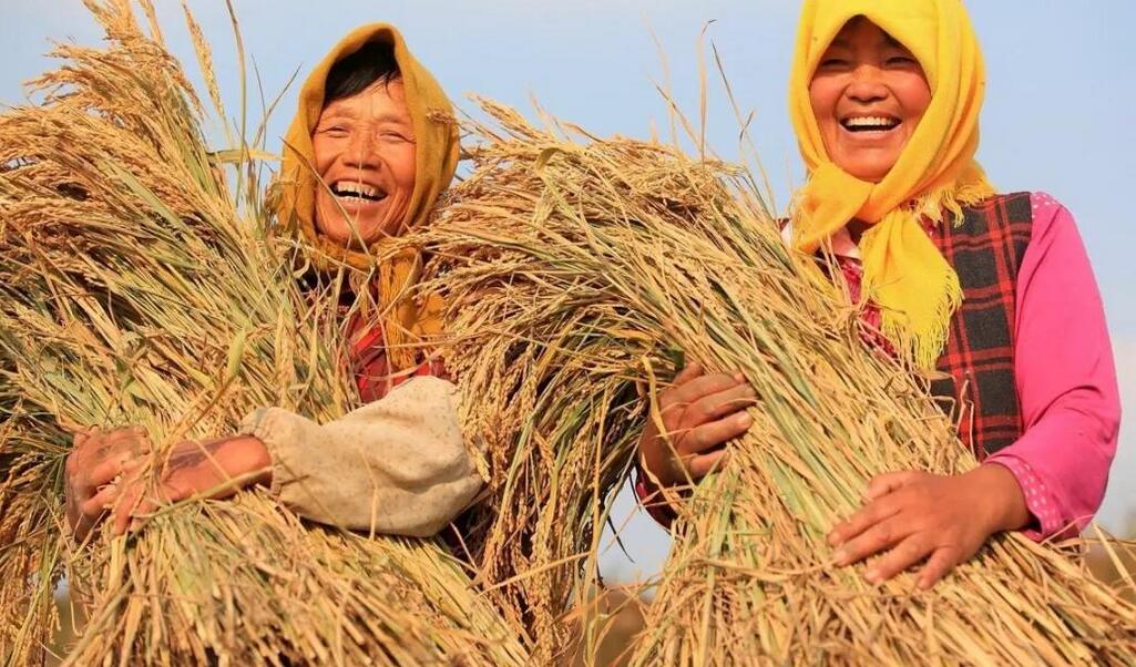 糧食產量連年穩定在1.3萬億斤以上 中國飯碗牢牢端在自己手上