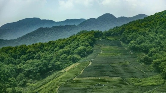 茶鄉雅韻  雅安用中國式抒情迎接新年