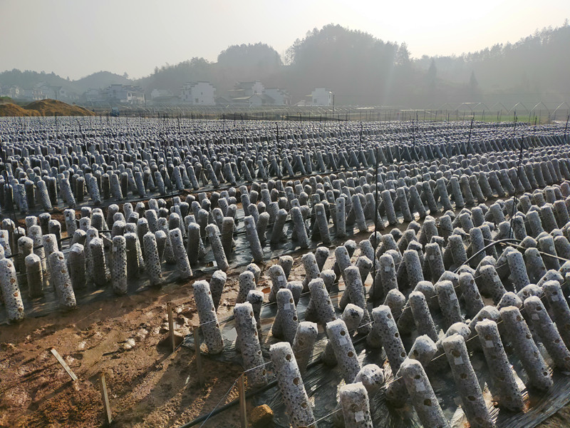 皖休寧齊雲山鎮：培育特色產業 拓寬富民新路