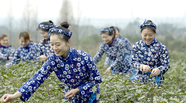 四川綿竹：不負好春光 春茶採摘忙