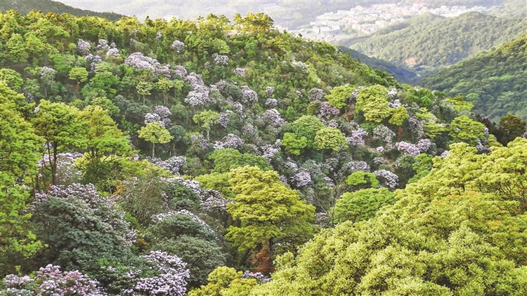 開展「山海融城」交通總體規劃研究 羅湖構建五網融合交通體系