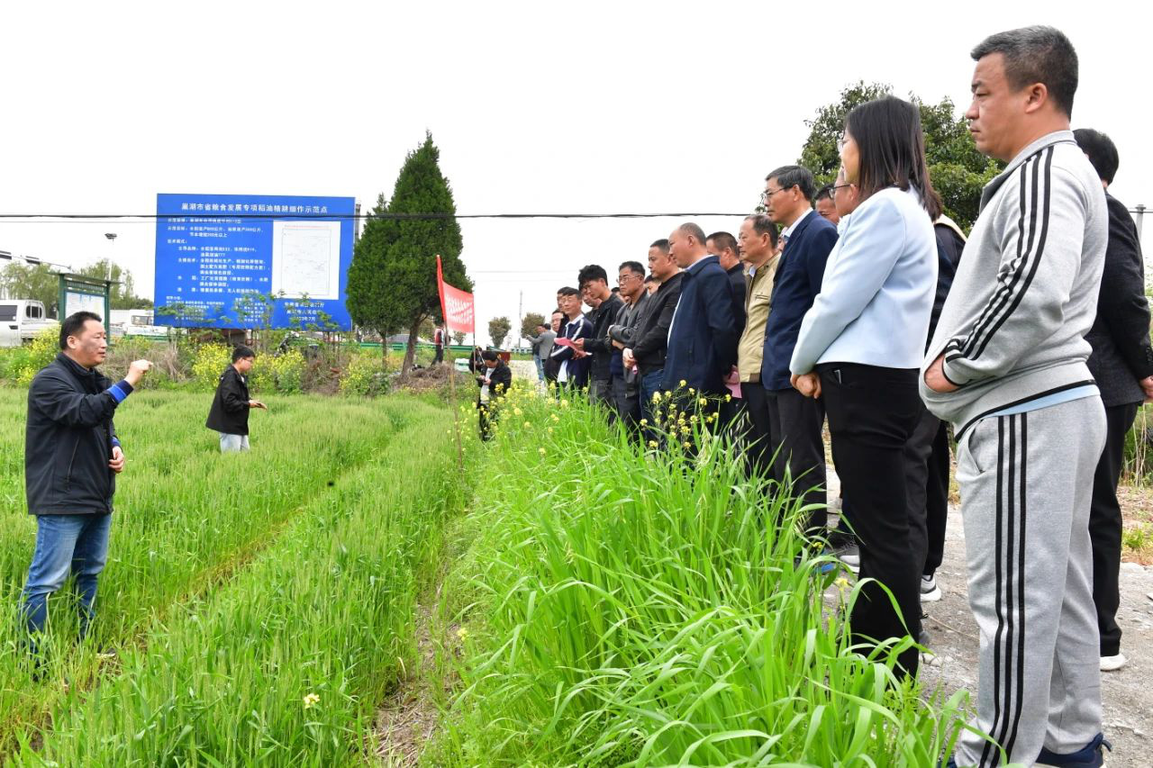 安徽巢湖：專家把「麥」開方 保障夏糧豐收