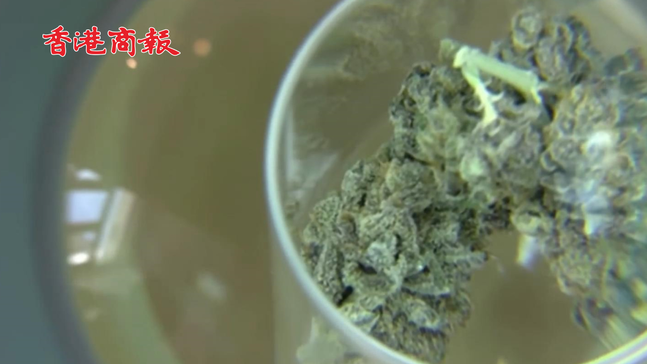 有片丨泰國將撤銷大麻合法化 重新列為毒品 僅允許用於醫療目的