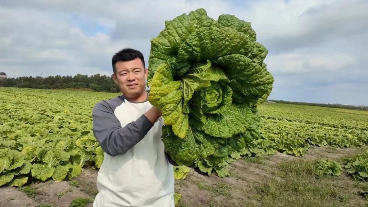 哈市平房區平房鎮：畫好宜居宜業景 繪就鄉村振興圖