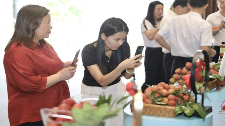 廣州荔枝6月下旬迎來集中上市 今年產量預計約6萬噸