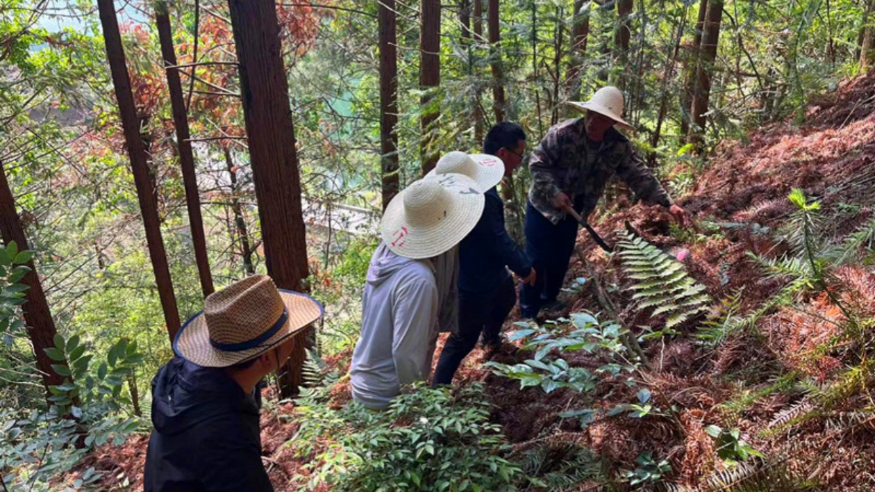 守護生態底色  皖黟縣逐綠前行