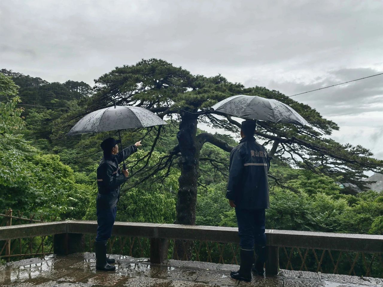 有片丨【黃山防汛救災見聞錄】黃山風景區：150餘人組隊全天值守  古樹名木安全度汛