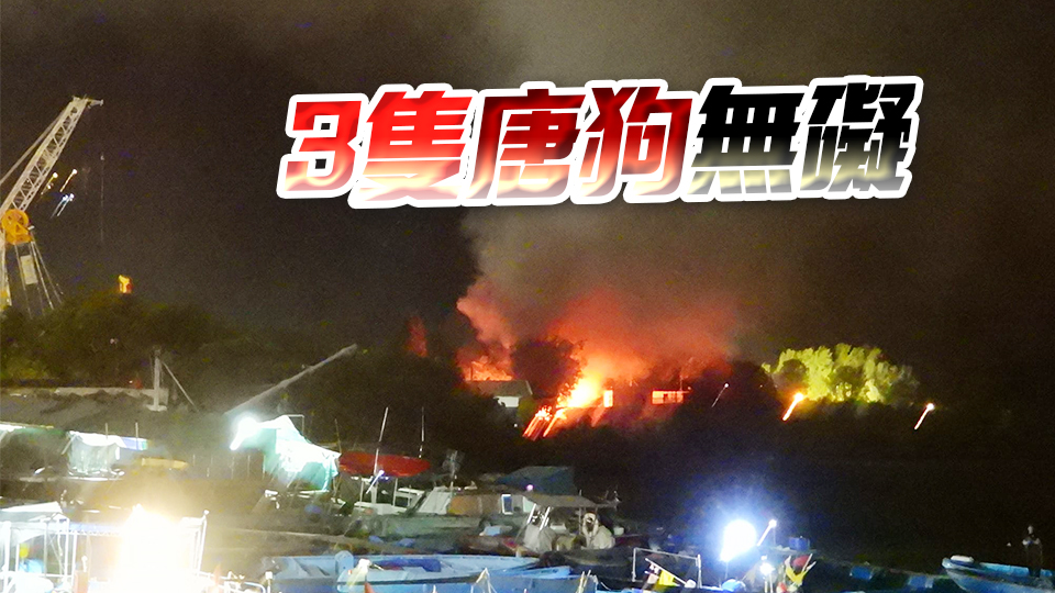 突發丨東涌狗場火場 5貓陷火海死亡